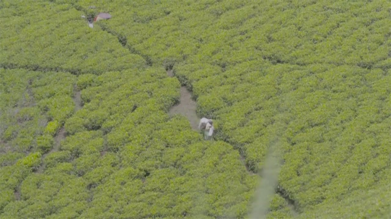 Kenyan tea exporter: U.S. sanctions hurt global trade