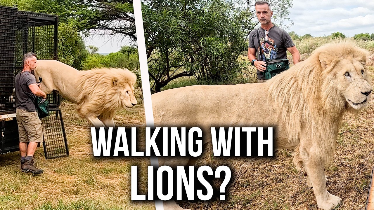 WHITE LIONS Walk with Human | The Lion Whisperer