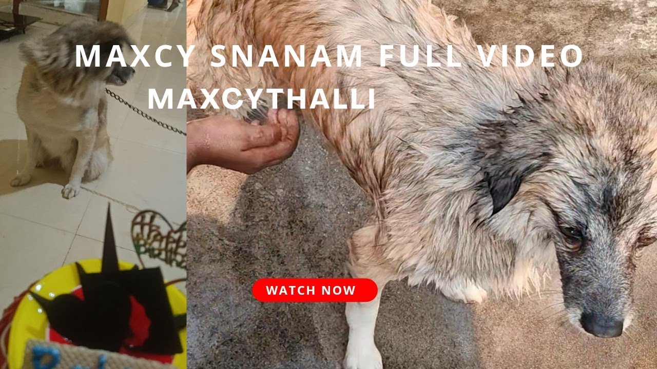 #maxcy snanam full video#dogs#explore #youtubevideos