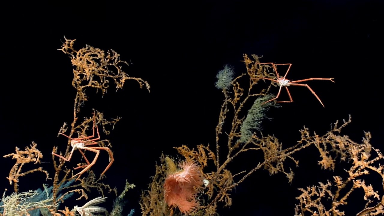 Black corals (Leiopathes)