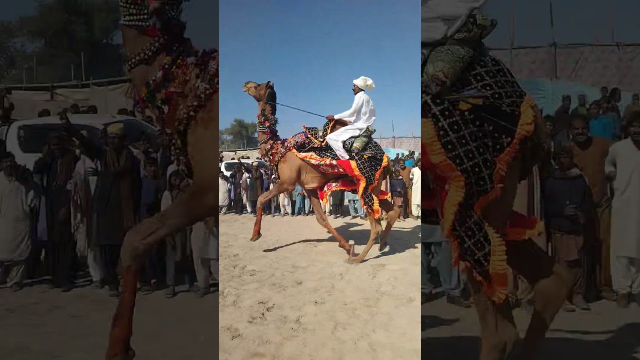 Beautiful Camel Group Short