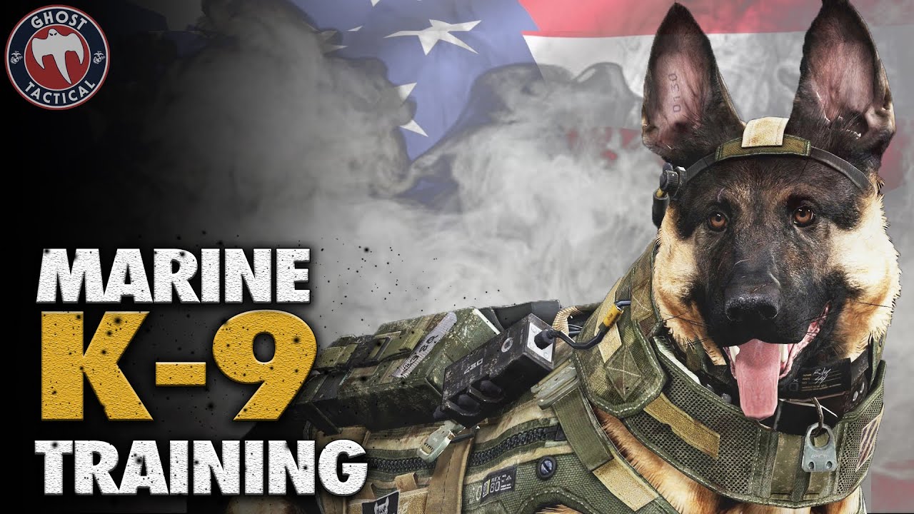 Marine Special Operations K-9 Training | Military Monday