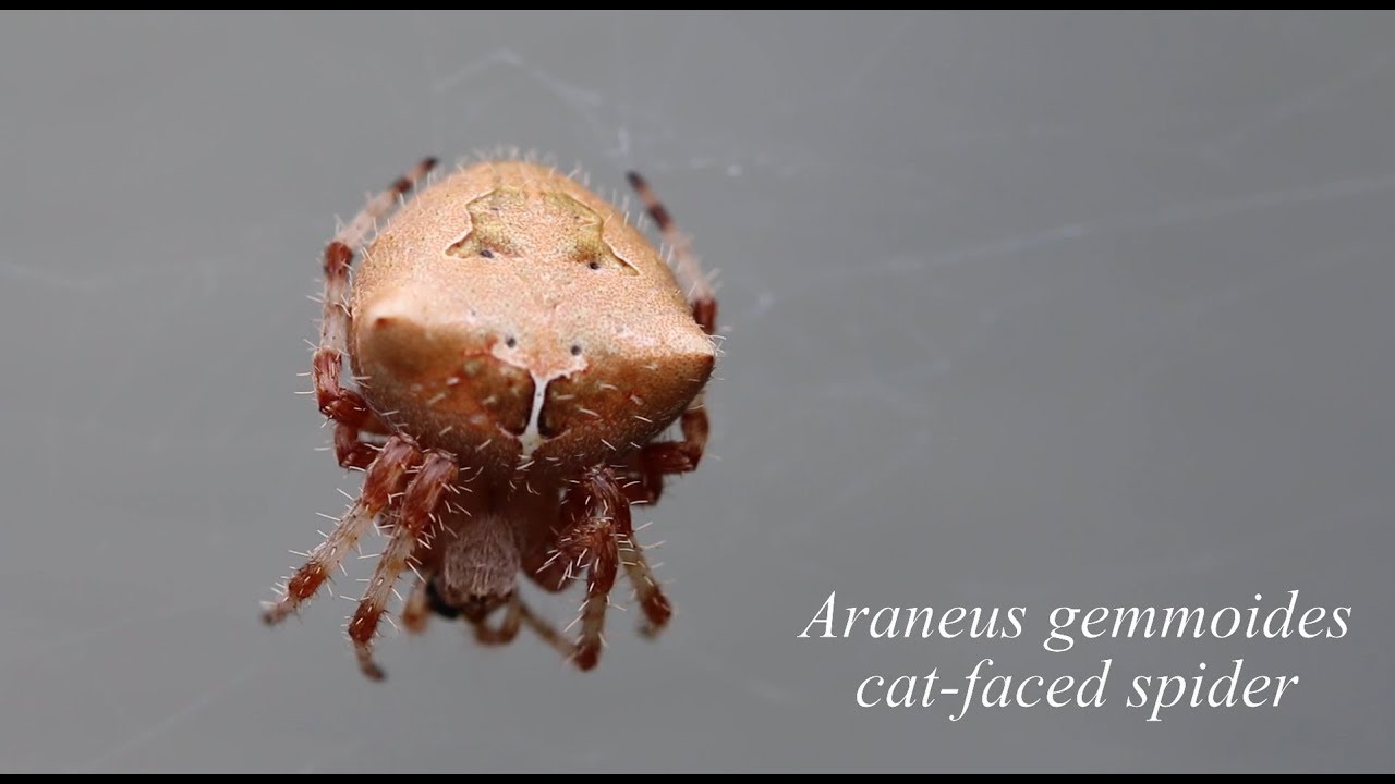 Araneus gemmoides (cat-faced/jewel spider)