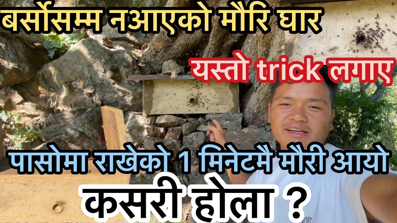 बर्षो सम्म पनि नआएको मौरि घारमा यस्तो उपाय लगाको 1 मिनेटमै मौरि आयो|@Sanjaylimbu12 