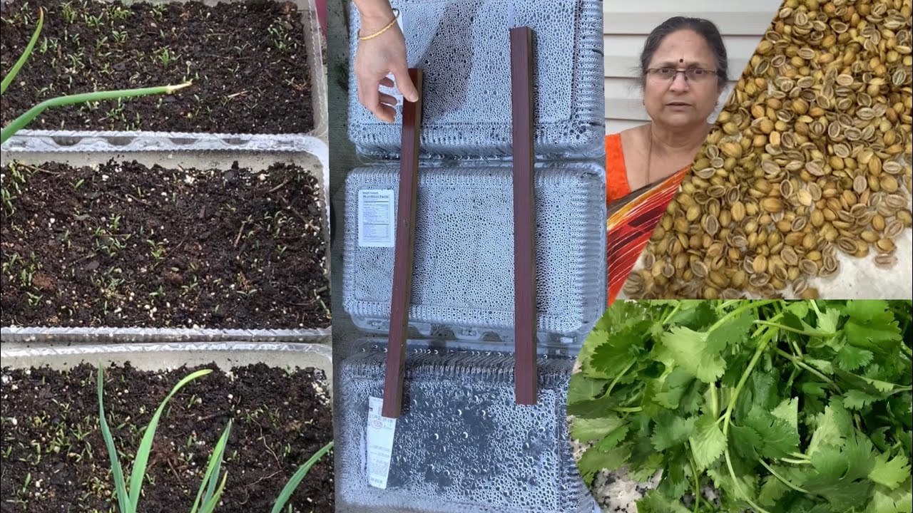 Including dates until coriander seeds germinate || కొత్తిమీర విత్తనాలు మొలకలు వచ్చేంతవరకు తారీకు లతో