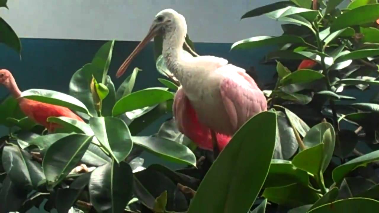 Scarlet Ibises and Spoonbill - Aquatic Bird House - Bronx Zoo