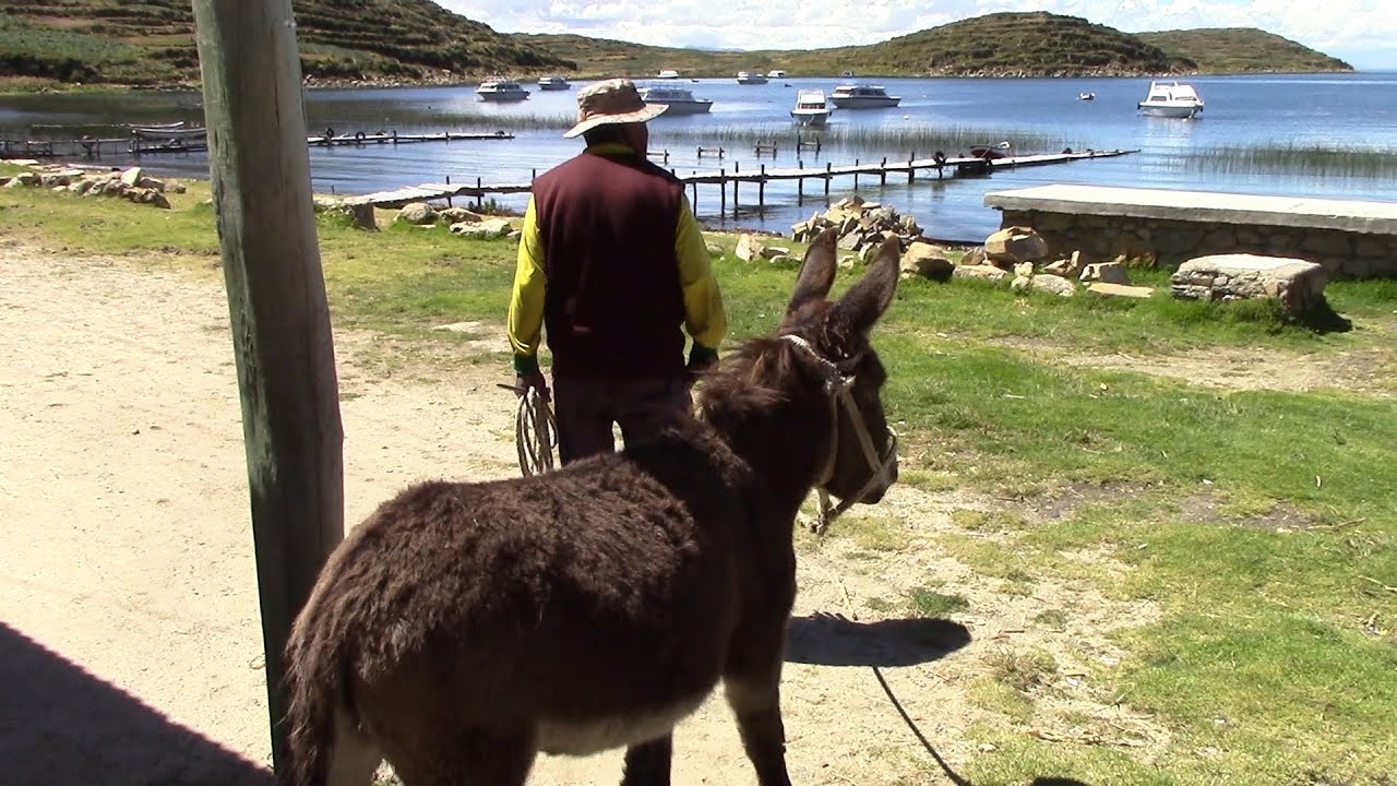 Animales en la ISLA del SOL. BOLIVIA Lago Titicaca 2025.