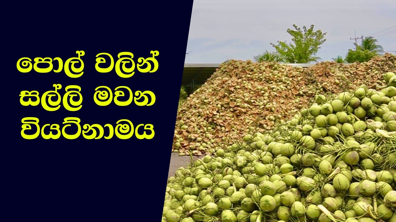 මිලියන ගණන් ආදායම් උපයන පොල් නිෂ්පාදන