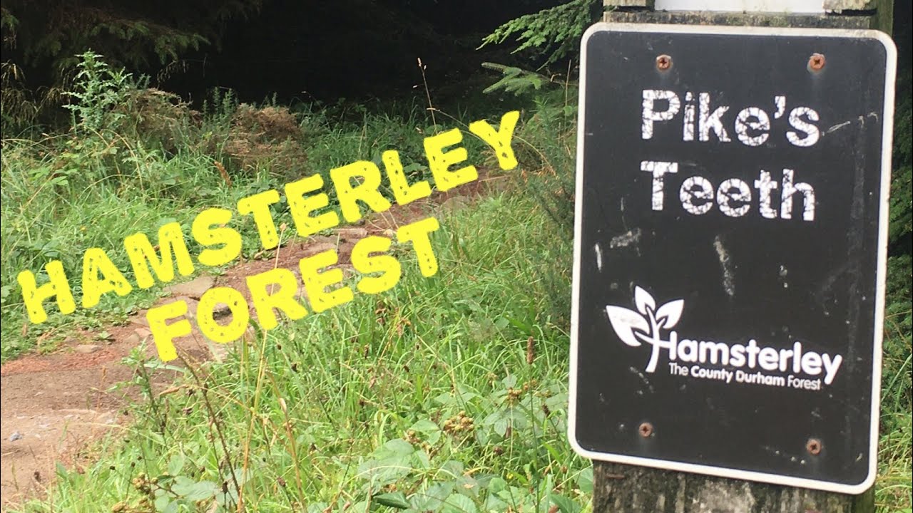 Pike&rsquo;s Teeth - Hamsterley Forest Black Trail
