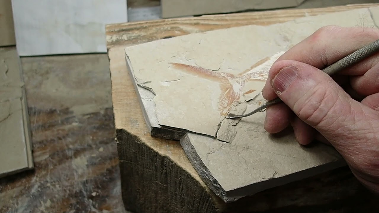 Fixing/Repairing/Prepping both sides (pos/neg) of Fossil Fish-Halec