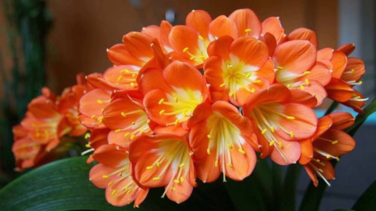 Clivia flower (HD1080P)