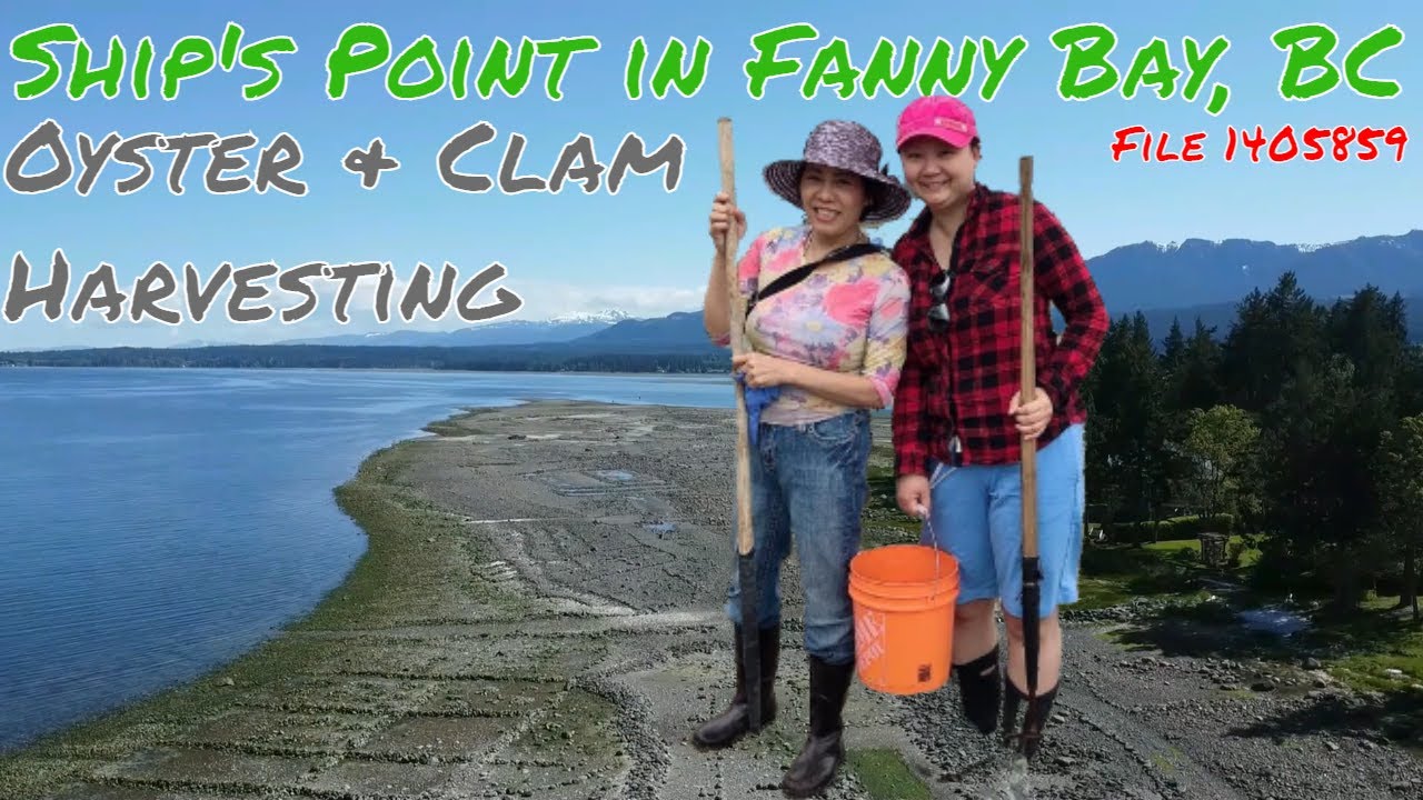 Drone footage of BC Shellfish Harvesting Beach at Ships Point in Fanny Bay, BC