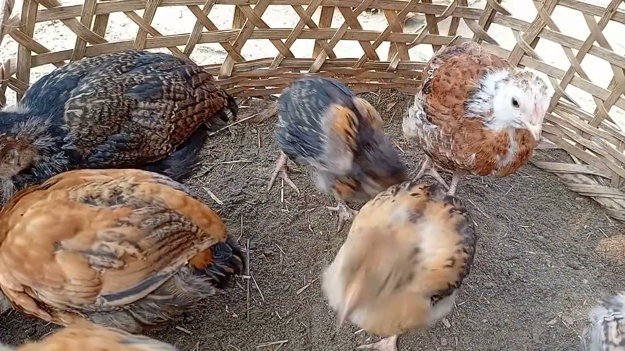 Chicks and morning sound asmr