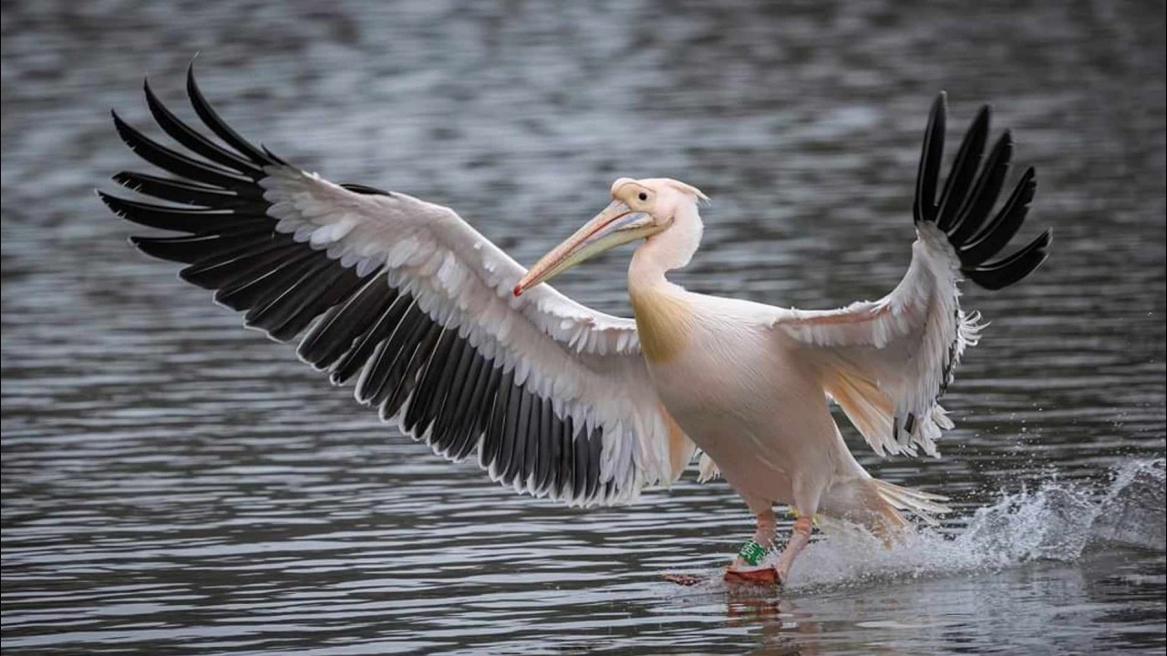 Aanbevolen Top Mix    Tina en Peter Swaanen