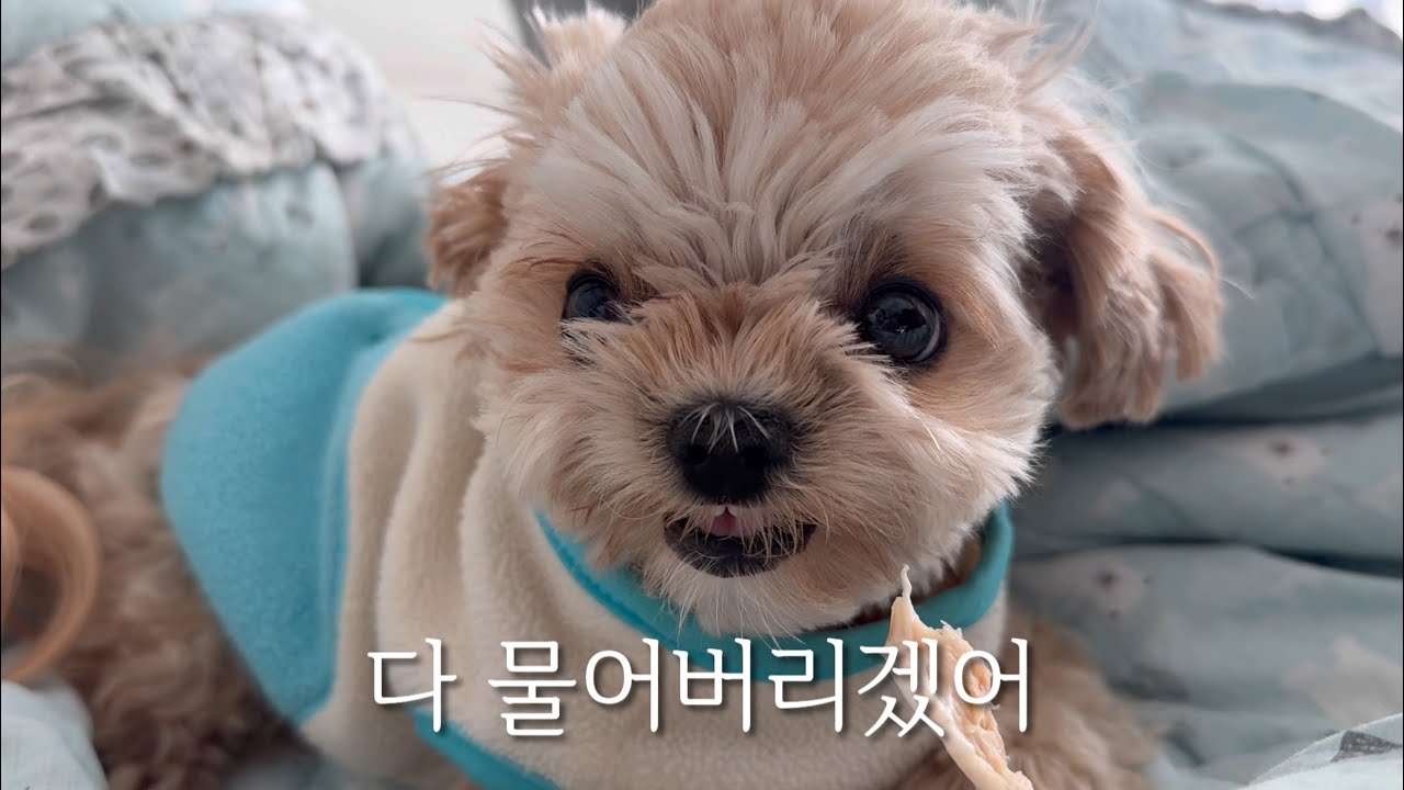 말티푸 승질머리