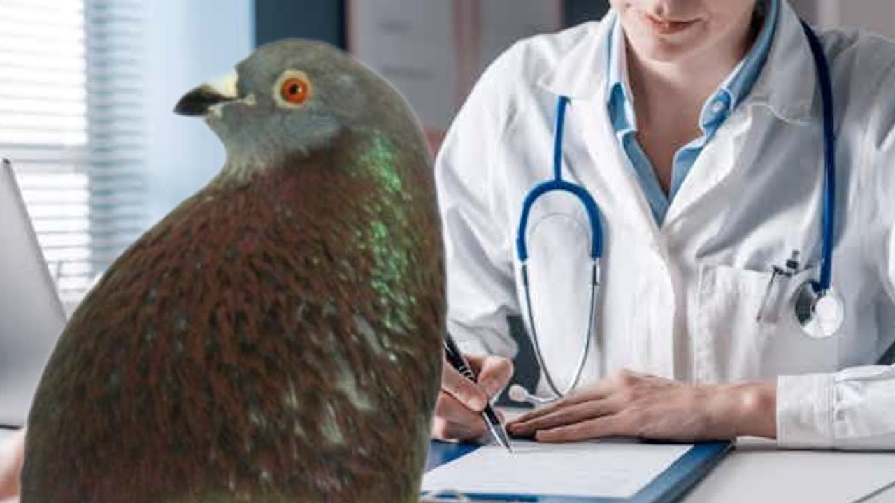 La enfermedad silenciosa más agresiva de los palomos.¿como se muestra antes? ❤️‍🩹 palomos deportivos