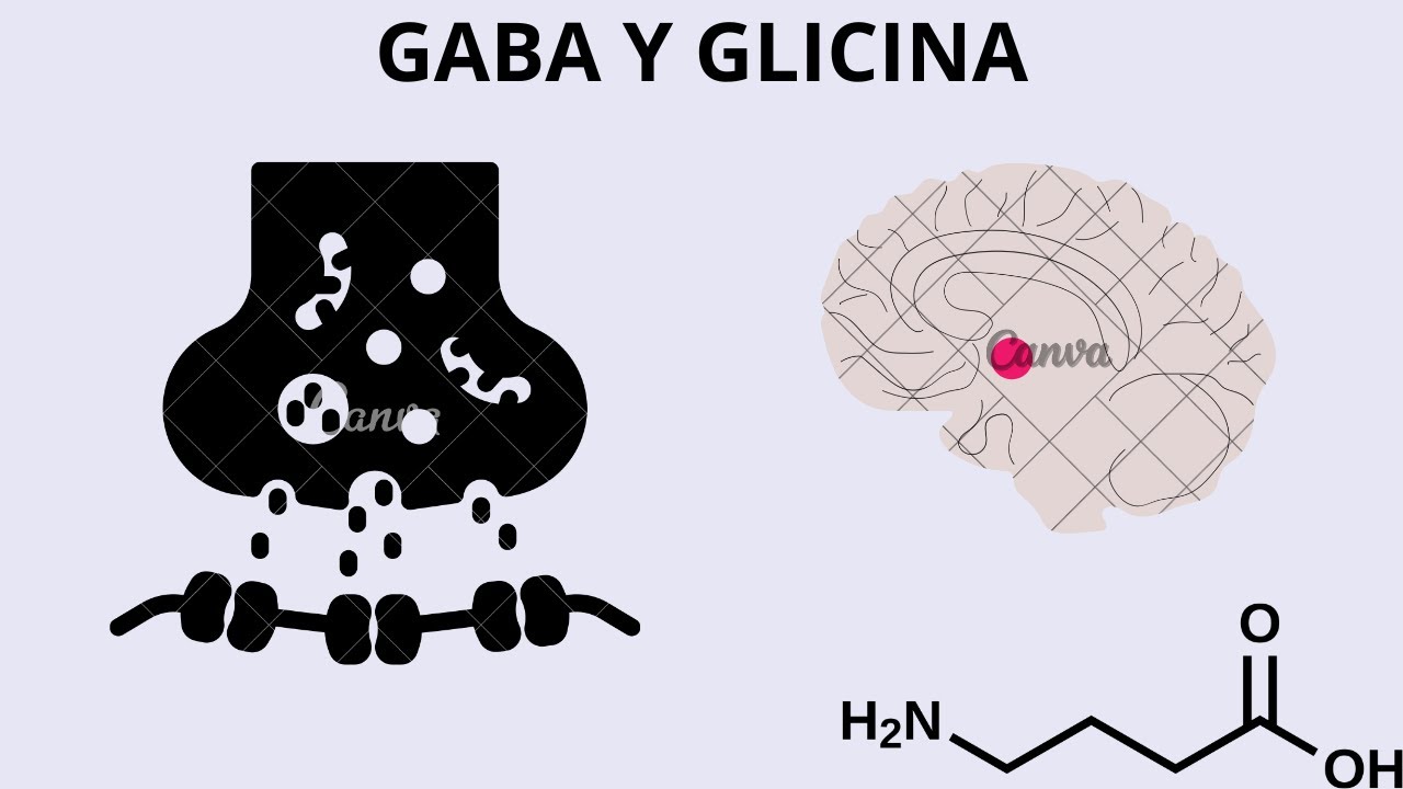 GABA y GLICINA (Bioquímica, fisiología y receptores)