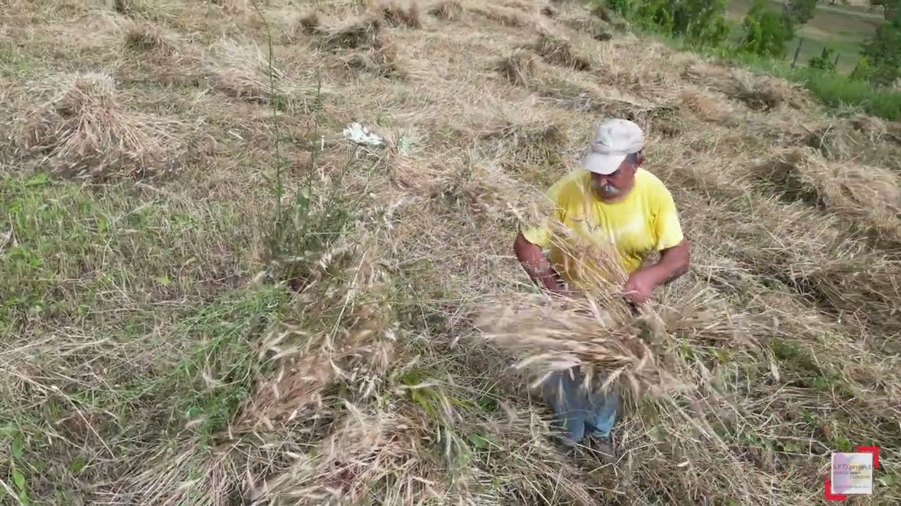La Legatura del Grano