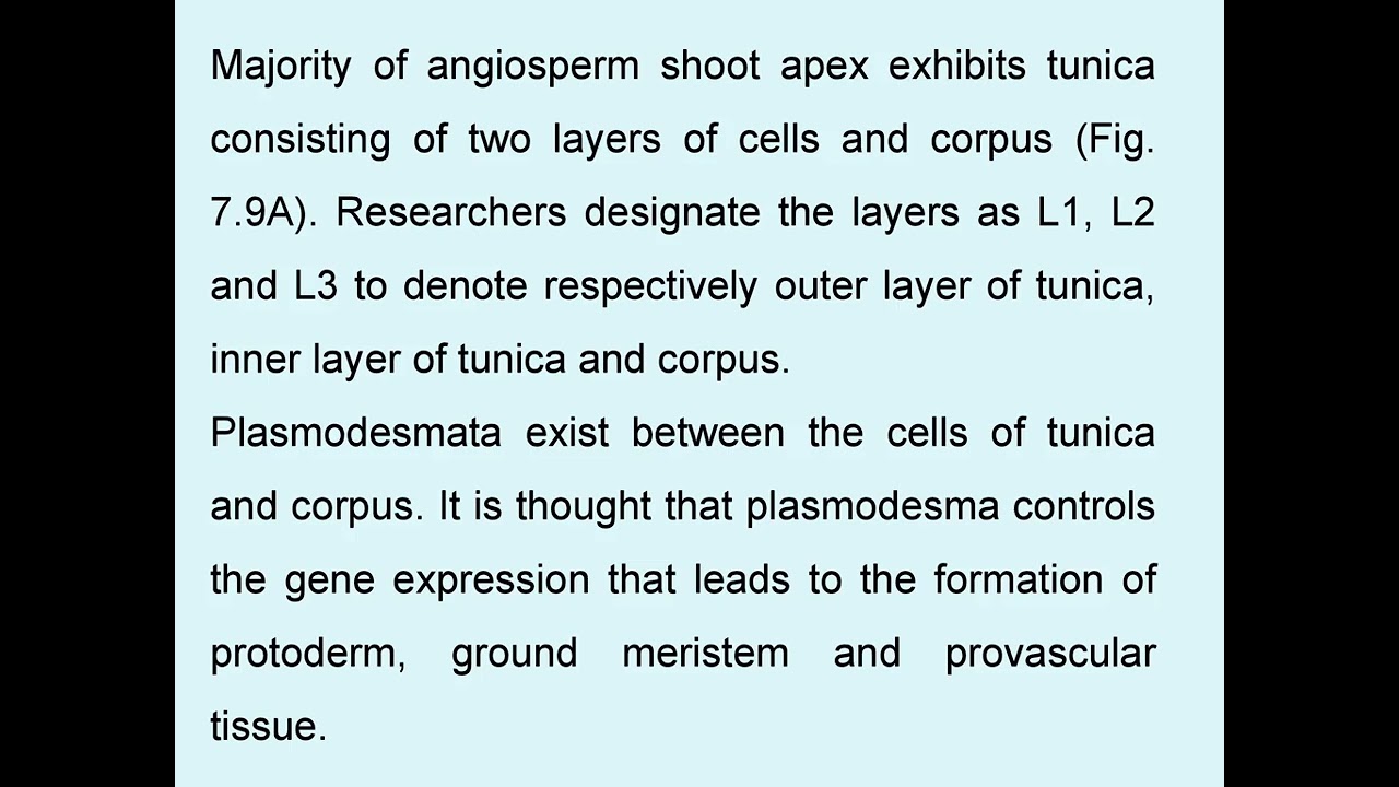 Theories on shoot meristem