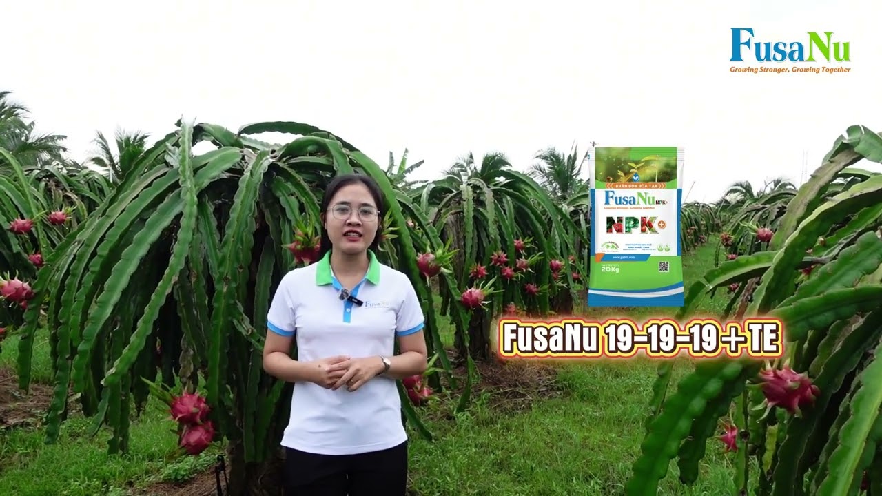 Quy trình phân bón hòa tan Fusanu cho sản xuất thanh long sạch | FusaNu
