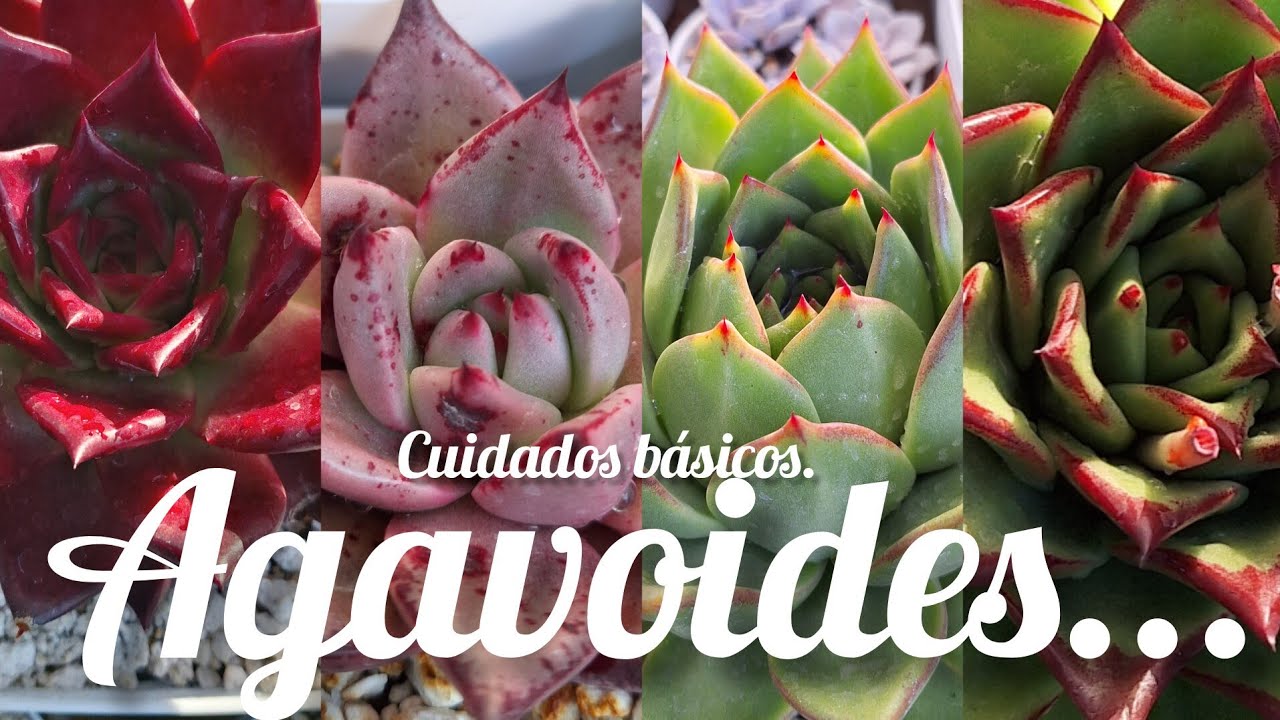 Echeverias Agavoides  suculentas con hermosos colores y muy resistentes para principiantes #flowers