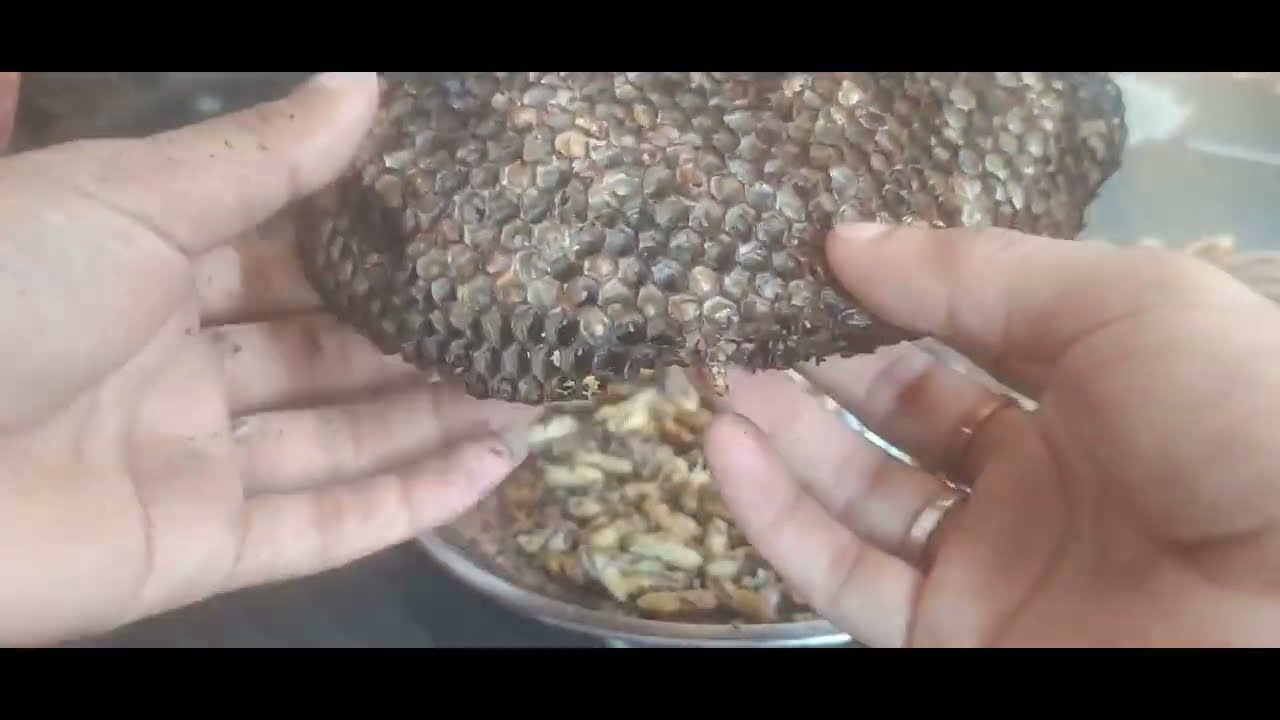 Giant hornets  harvest ## egg fry😋😋