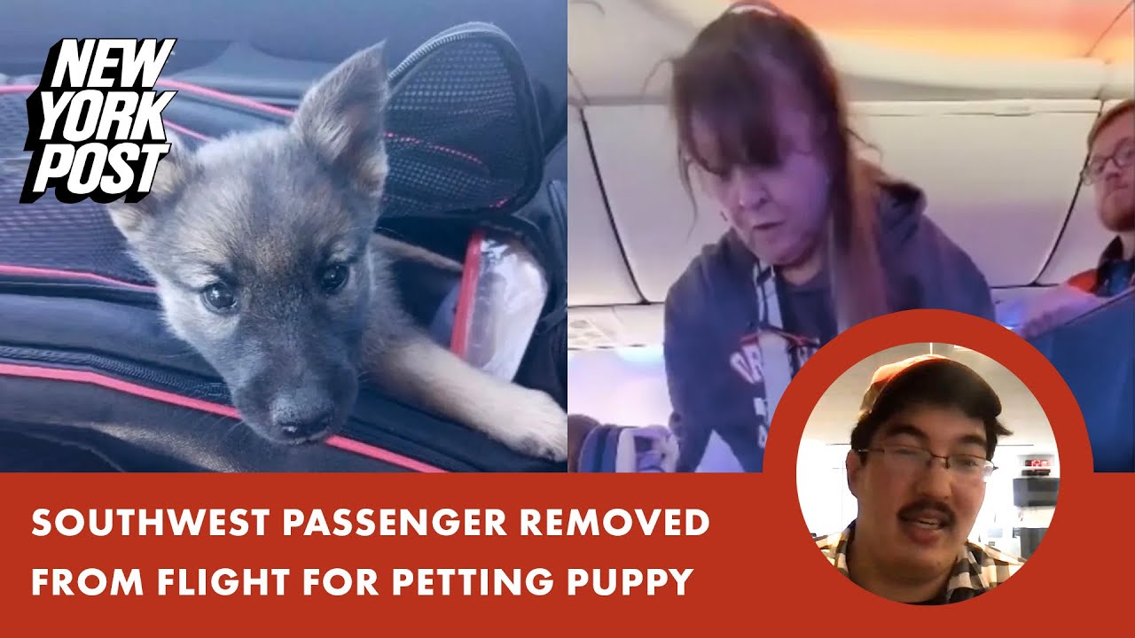 Southwest passenger removed from flight for petting puppy: ‘Ridiculous’
