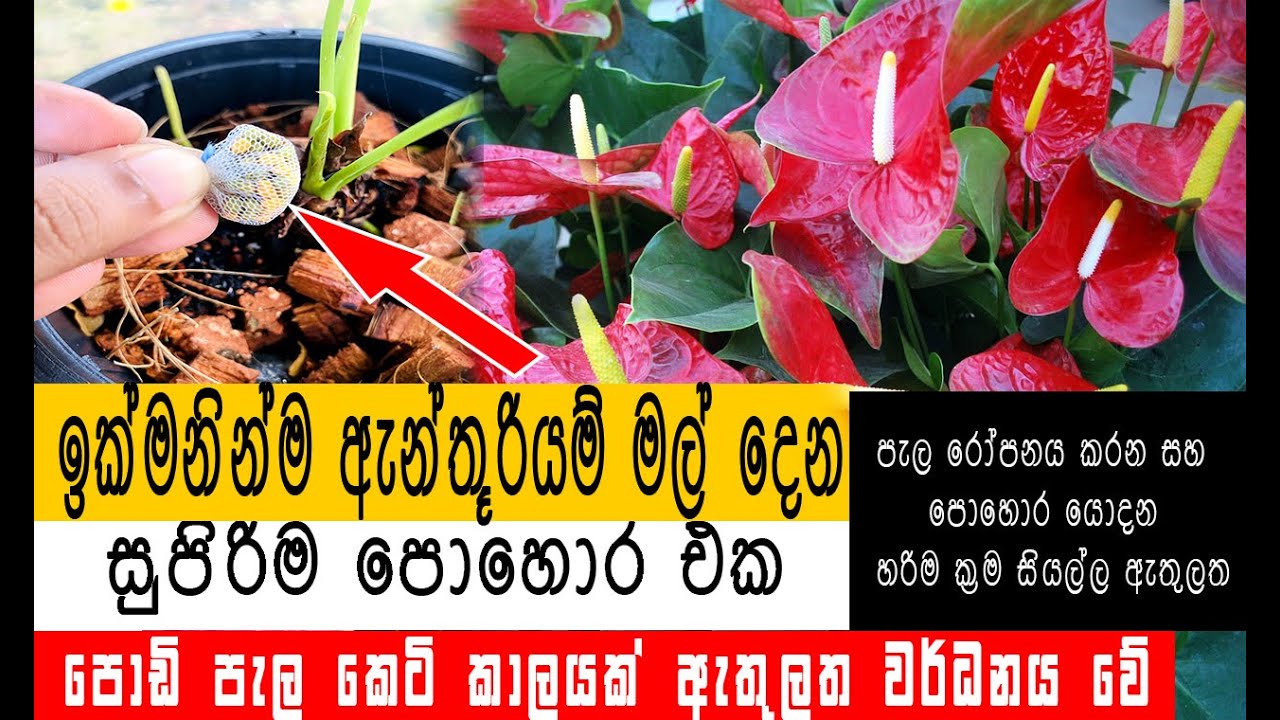 මේ පොහොර එකතු කරොත් ගහ පිරෙන්න මල් ගන්න පුළුවන්|anthurium growing tips 2025|anthurium wagawa sinhala