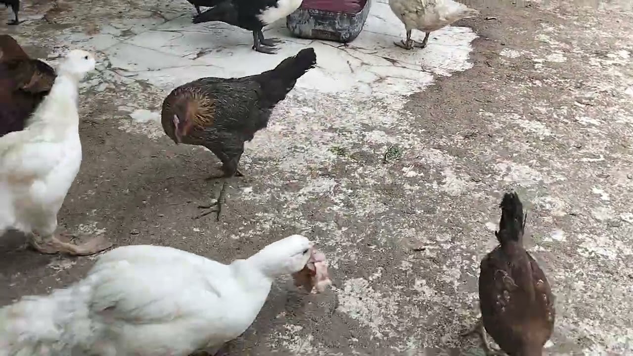 تعالى نشوف هنفطر ايه الفراخ بتاعتنا النهارده في العلف في طاقه الصبح وفي نفس الوقت هنحط رفيع مناعه