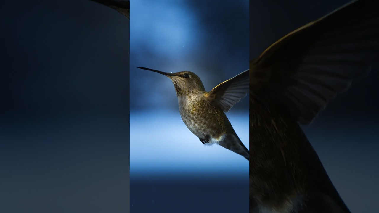 The Incredible Hummingbird (Filmed at 600fps)