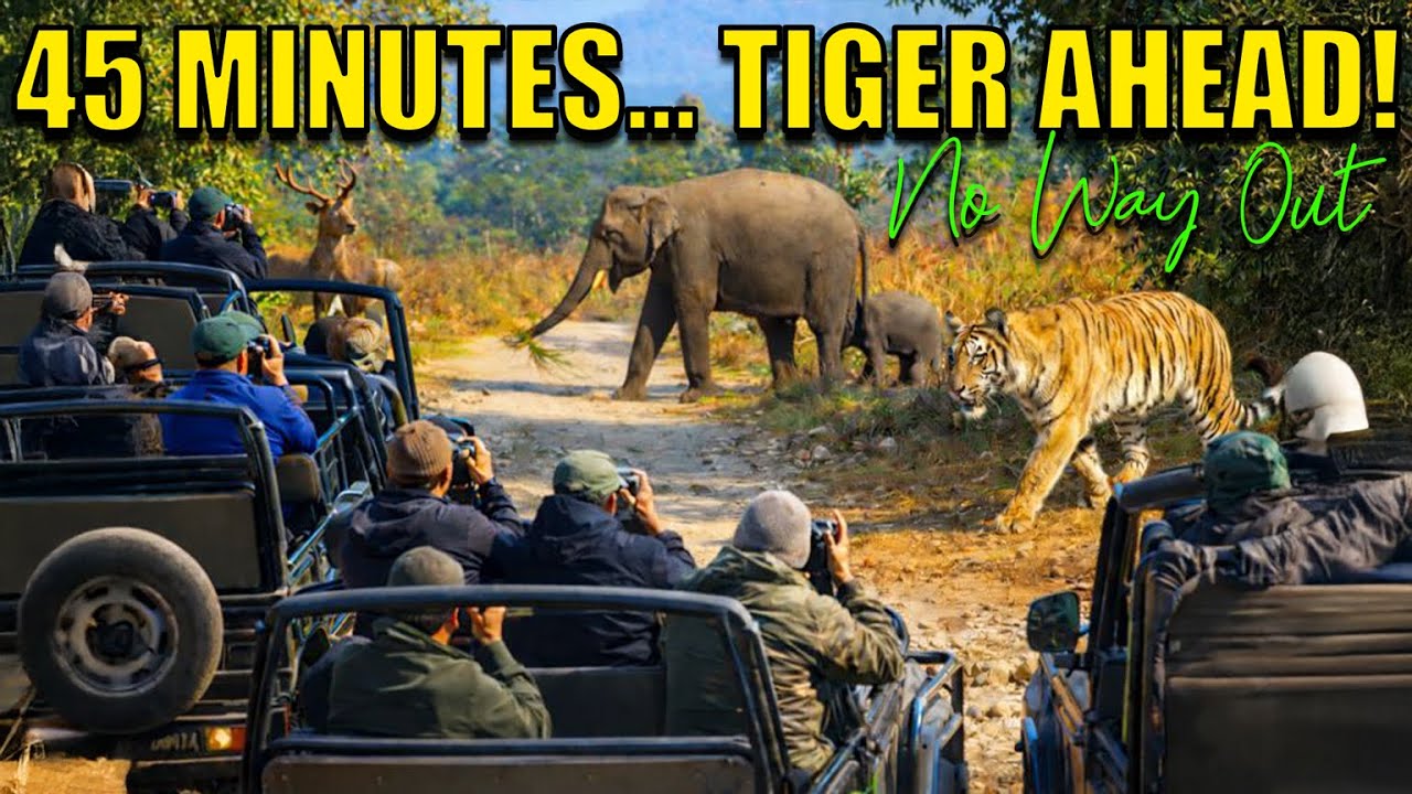 DHIKALA 45 MINUTES… TIGER AHEAD - NO WAY OUT!