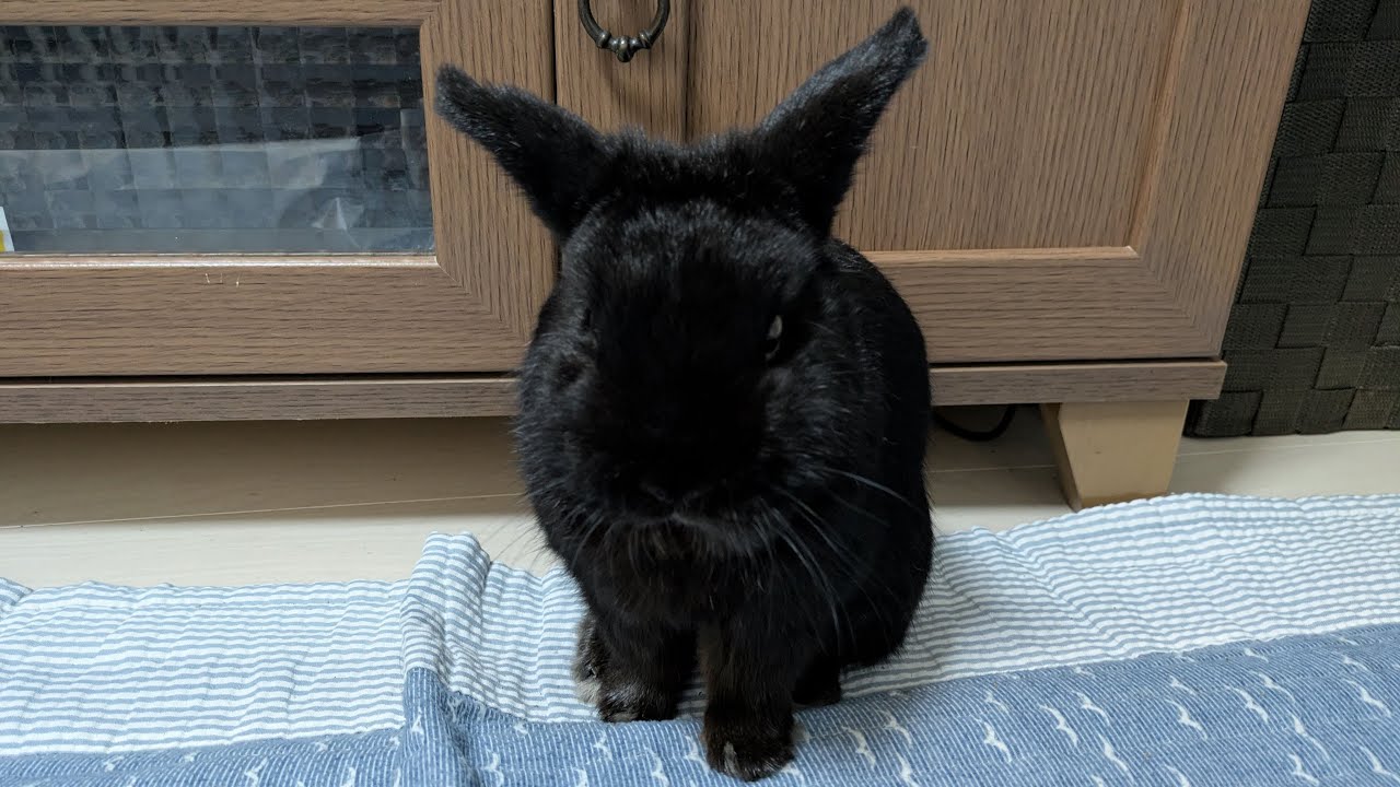 ちょっとだけ、うさぎ🐰🍀ライブ 