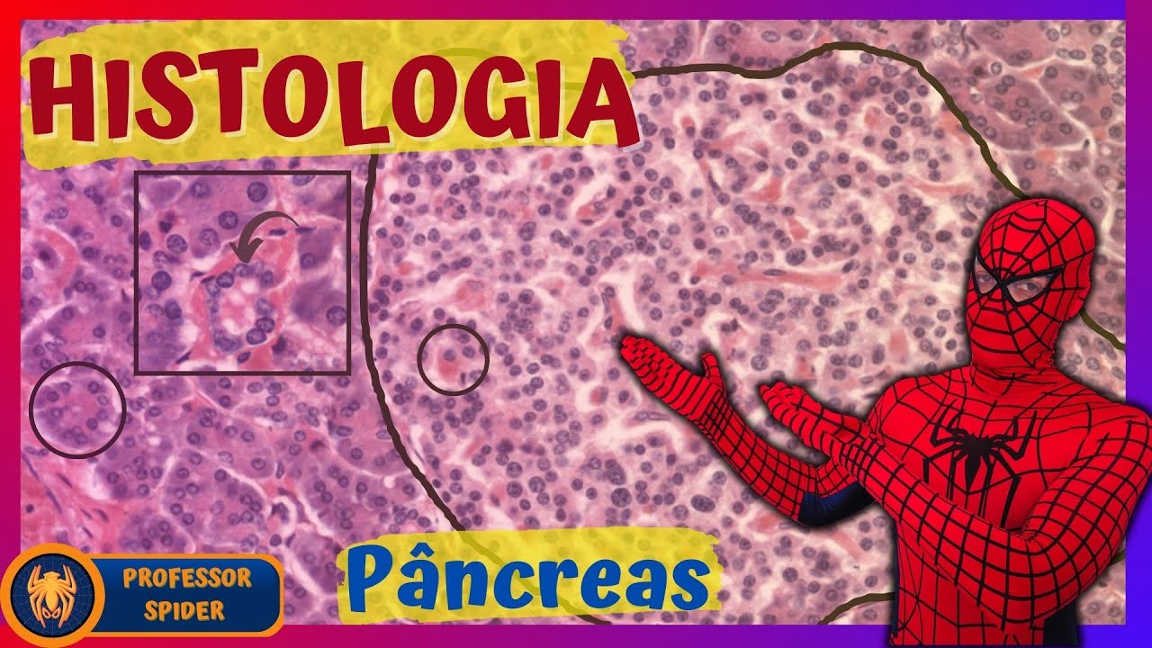 Aula prática Histologia do Sistema Digestório 7/12 | Histology Guide - Pâncreas (REUP)