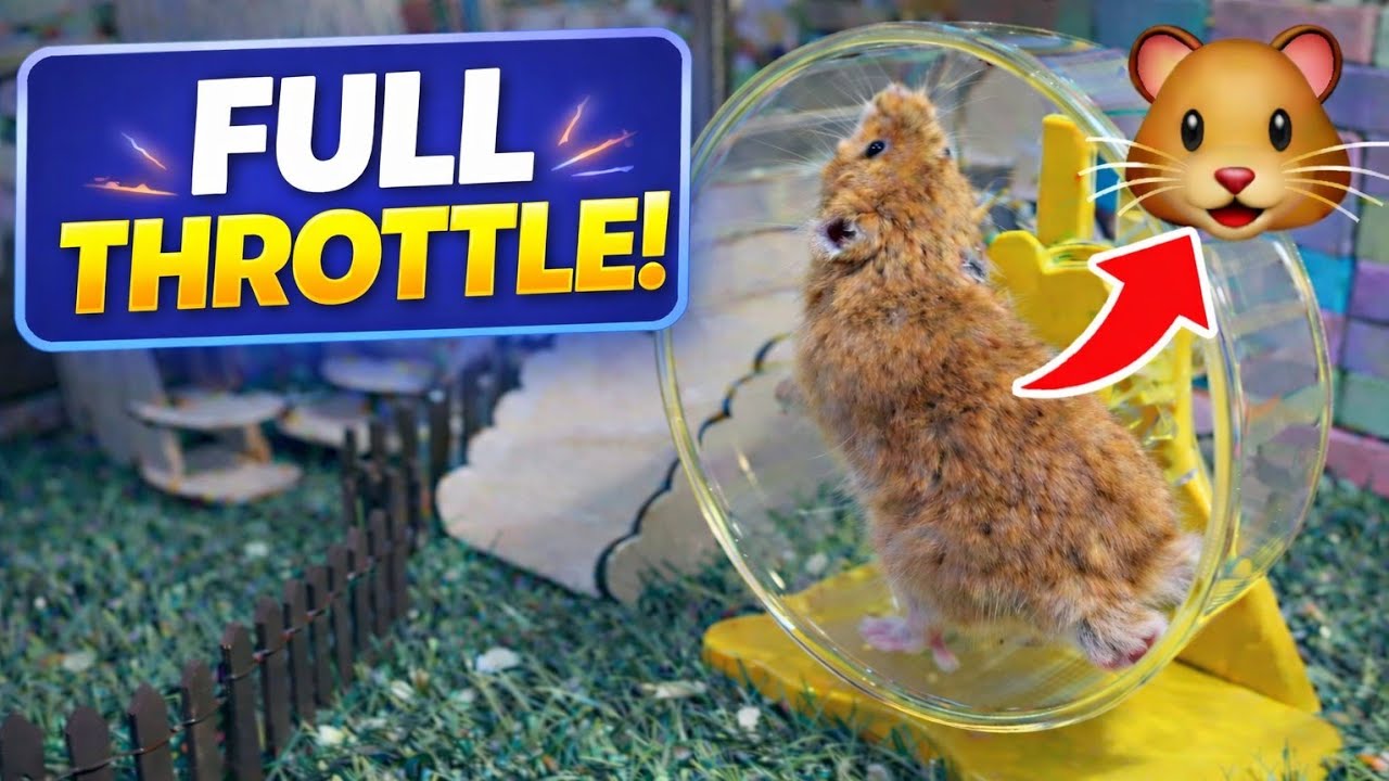 Hamster Wheel Marathon & Nature Playtime