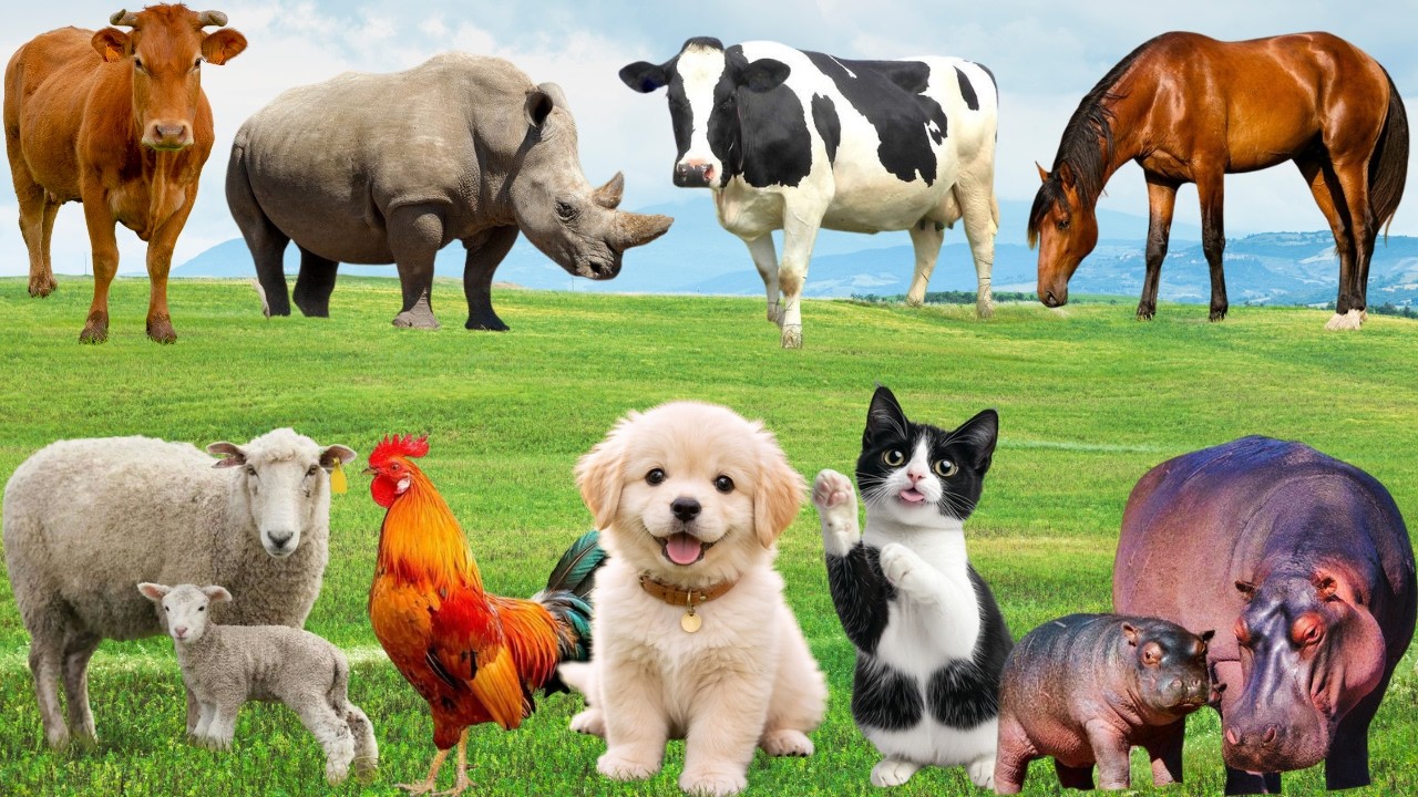 🌿 Đồng Quê Hòa Nhịp “Show Diễn Hạnh Phúc” – Chó, Mèo, Heo & Gà Chung Bản Nhạc Vui | FarmAnimals 🐶🐱🐷🐓