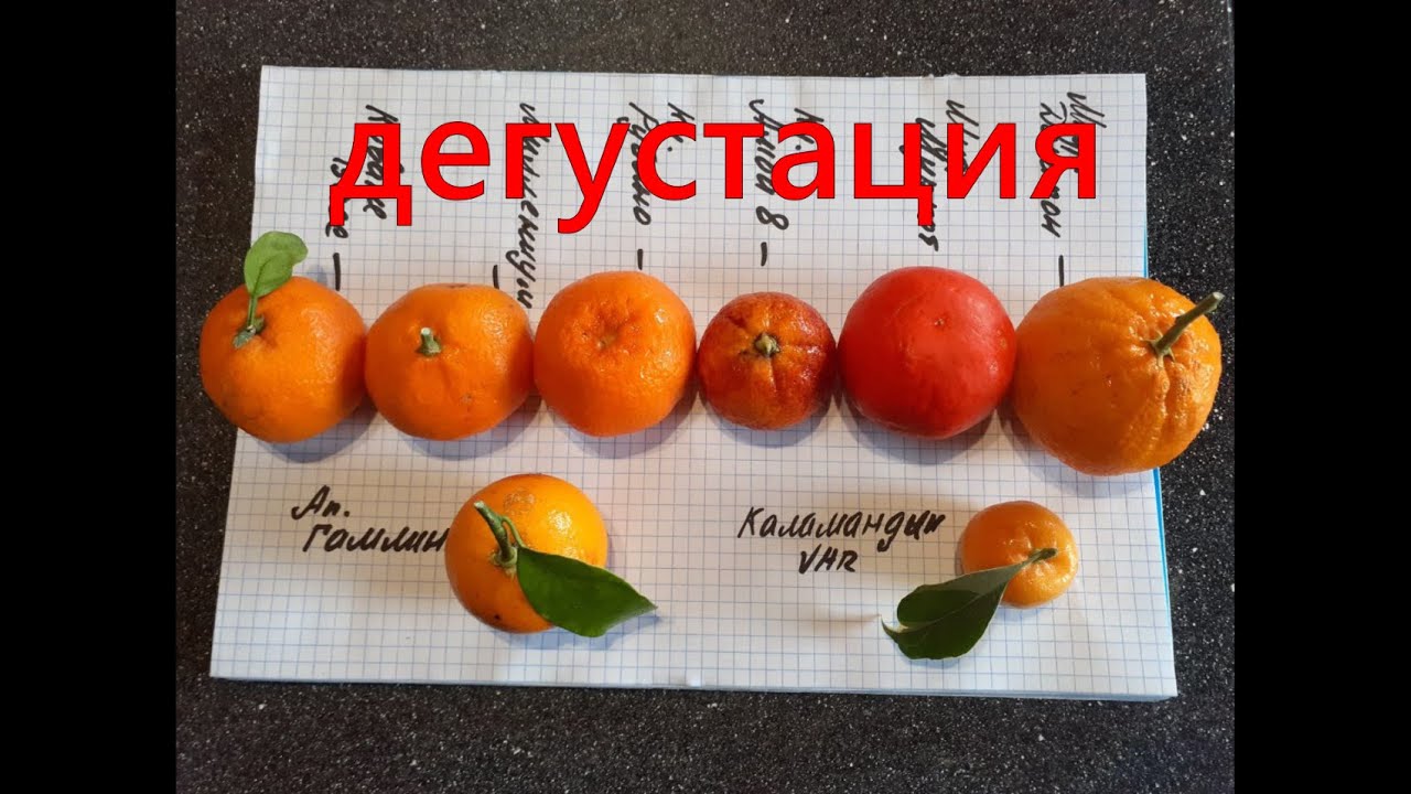 Дегустация цитрусов: мандарин, клементин, апельсин, каламондин.