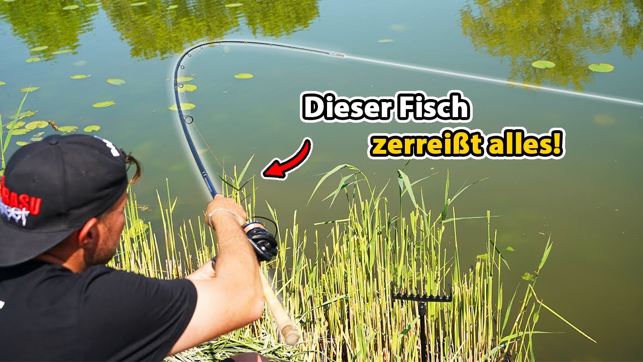 Schneller Fangerfolg - Einfach Feedern mit wenig Gerät. Fetter Karpfen steigt ein!