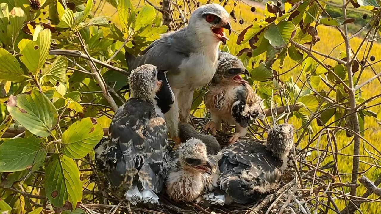 Mother Kite Feeding Chicks in the Despite Weather