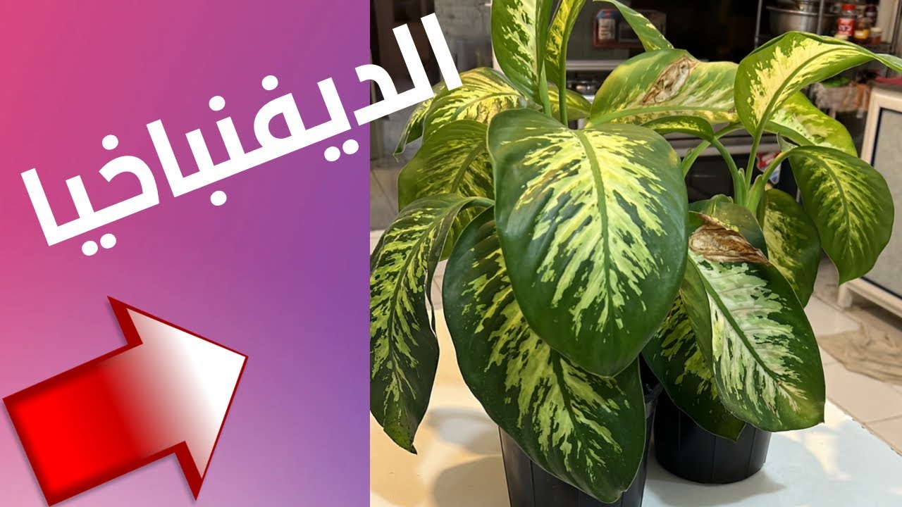 الديفنباخيا عناية واهتمام وسقي في بيتي بدون شمس