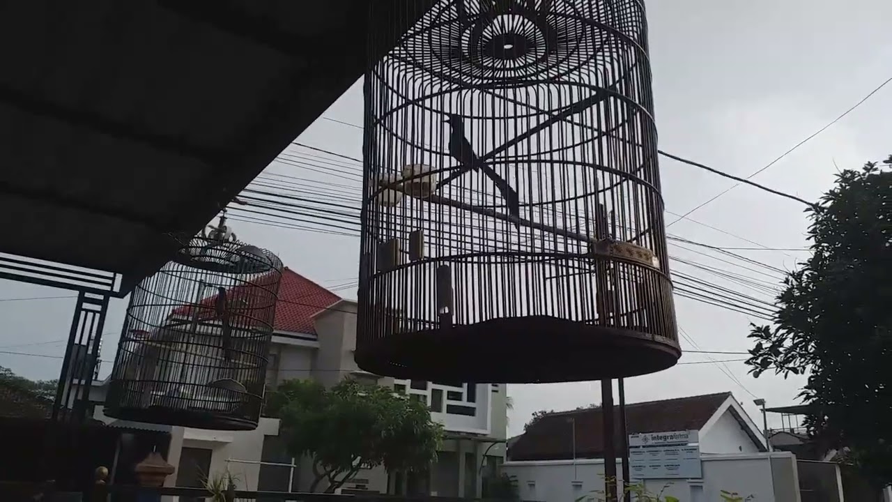MELATIH MENTAL MURAI BATU SUPAYA NGOTOT