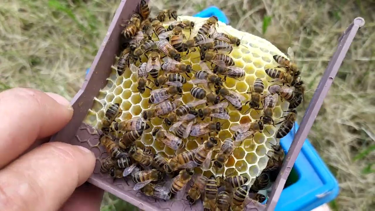 Prima serie de mătci Buckfast 2023