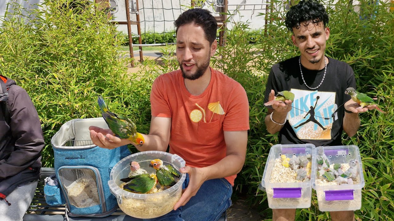 سوق القريعة🤔أجيو نتولعو ونتعرفو على أتمنة مختلف أنواع الطيور حصريا على قناتكم عاام الطيور