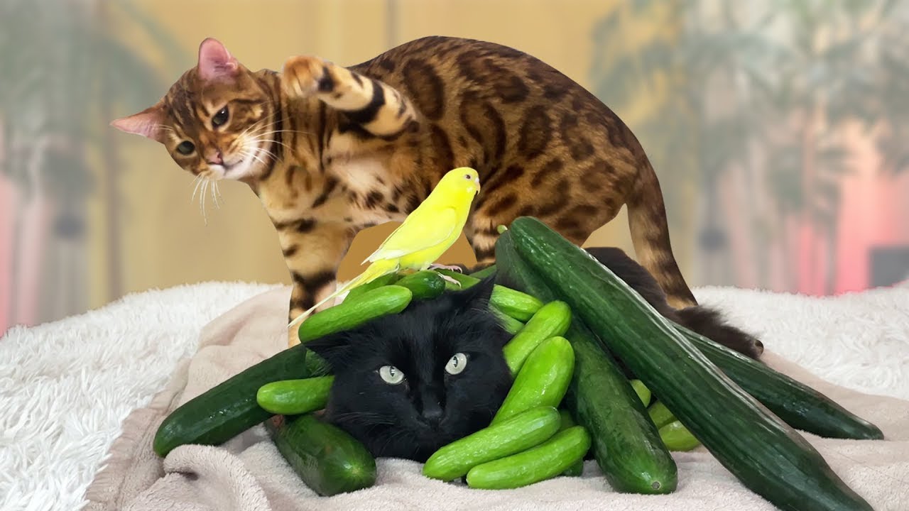 Cat vs Cucumber Prank FAIL - Turns Into Cucumber Party!