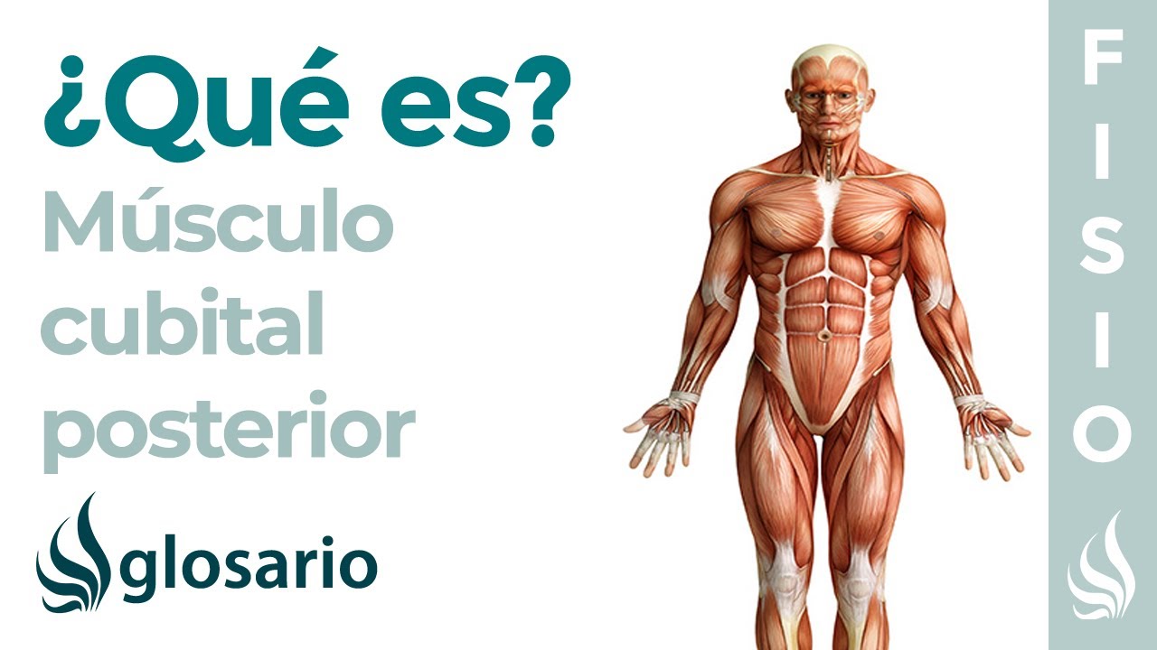 Músculo EXTENSOR CUBITAL del CARPO | Qué es, ubicación, función, origen, inserción y lesiones