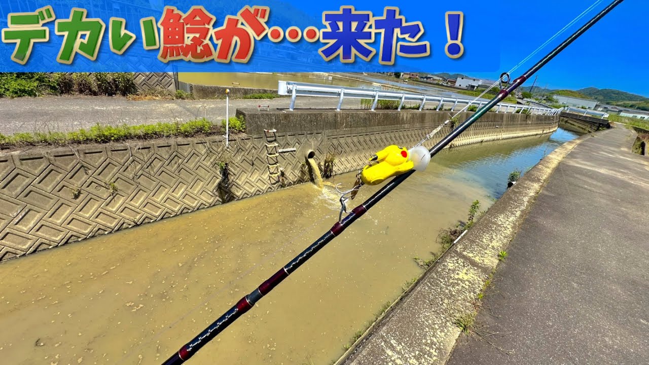 巨大ナマズ現る⁉︎水路のナマズ釣行が楽しすぎました！