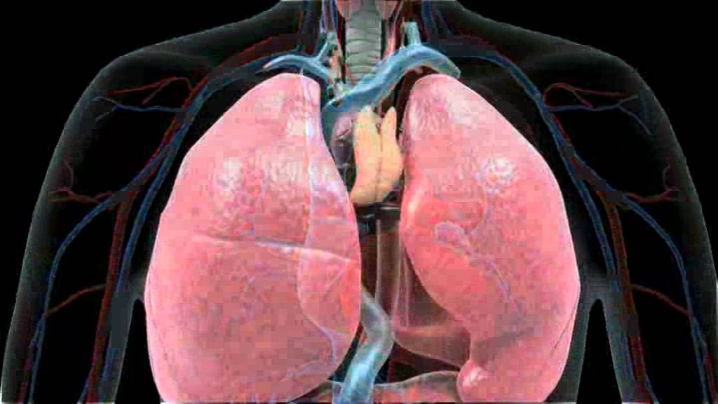 Introduction des effets du tabac sur  l'appareil respiratoire