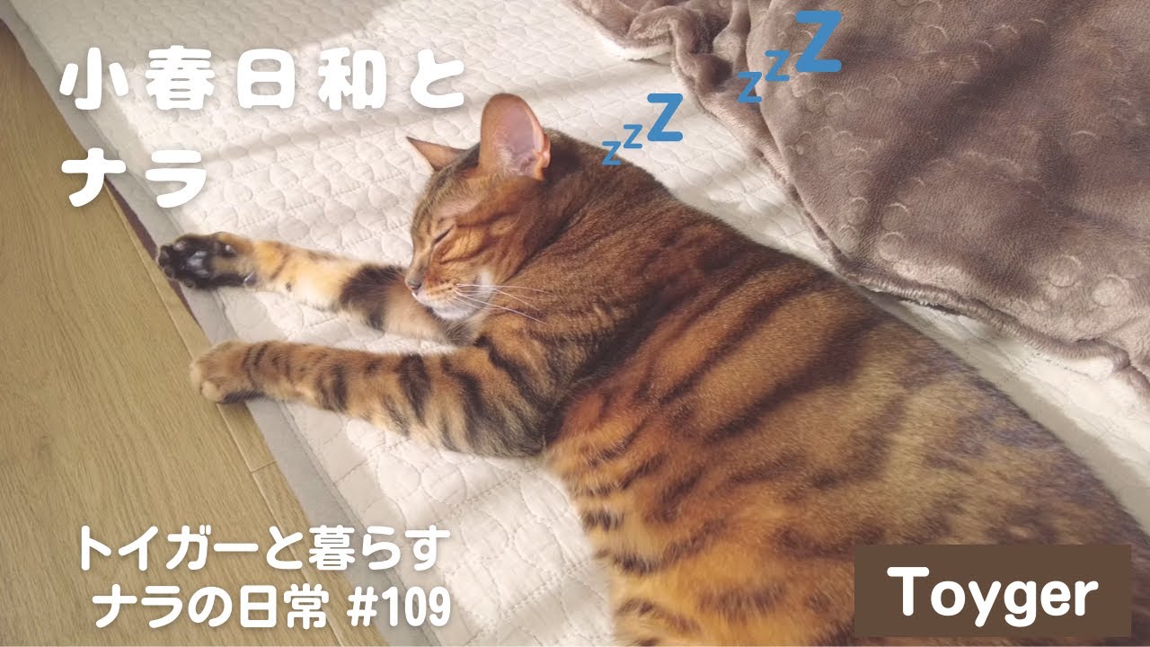 【猫の日常】ぽかぽかの日中と、寝る前の癒し♡ お父さん大好きナラの1日🐱💤