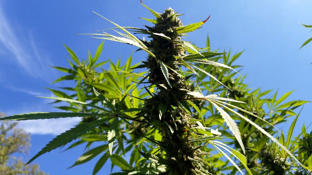 2021 Outdoor Cannabis Garden Tour | Garden Update [#19] - October 4 - Week 7 of Flower