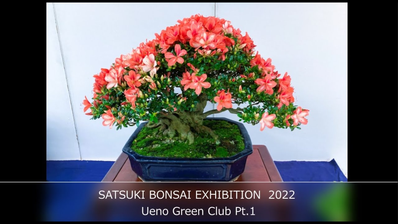 Satsuki Azalea Bonsai Exhibition 2022 at the Ueno Green Club, (Satsuki Festival) さつきフェスティバル　PART 1