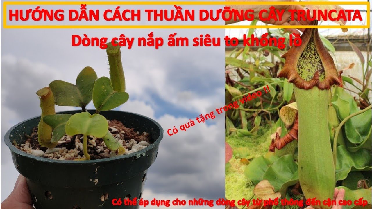 Hướng dẫn từ A-Z chi tiết cách thuần dưỡng cây ăn thịt Nepenthes truncata, dòng cây nắp ấm khổng lồ